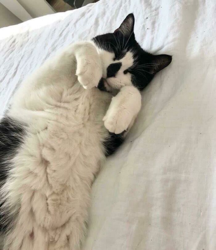 We Adopted A Senior Cat So He Can Have A Good Retirement. He Is Living His Best Life