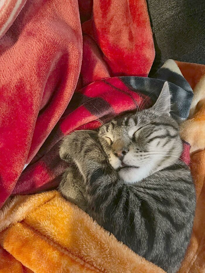 Pensábamos que íbamos a adoptar un gatito... podría ser sólo un animal de peluche... no hizo nada más que dormir durante 3 días