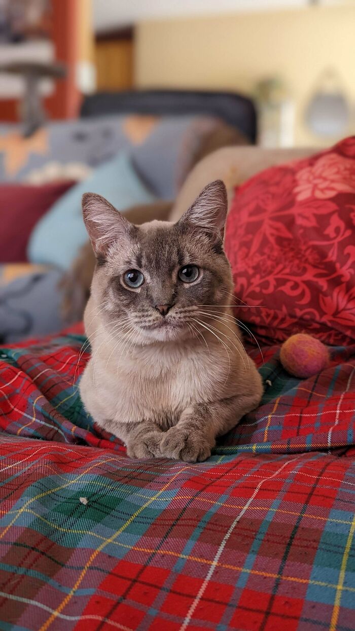 Meet Arthur (The King). He's Our Newly Adopted Child