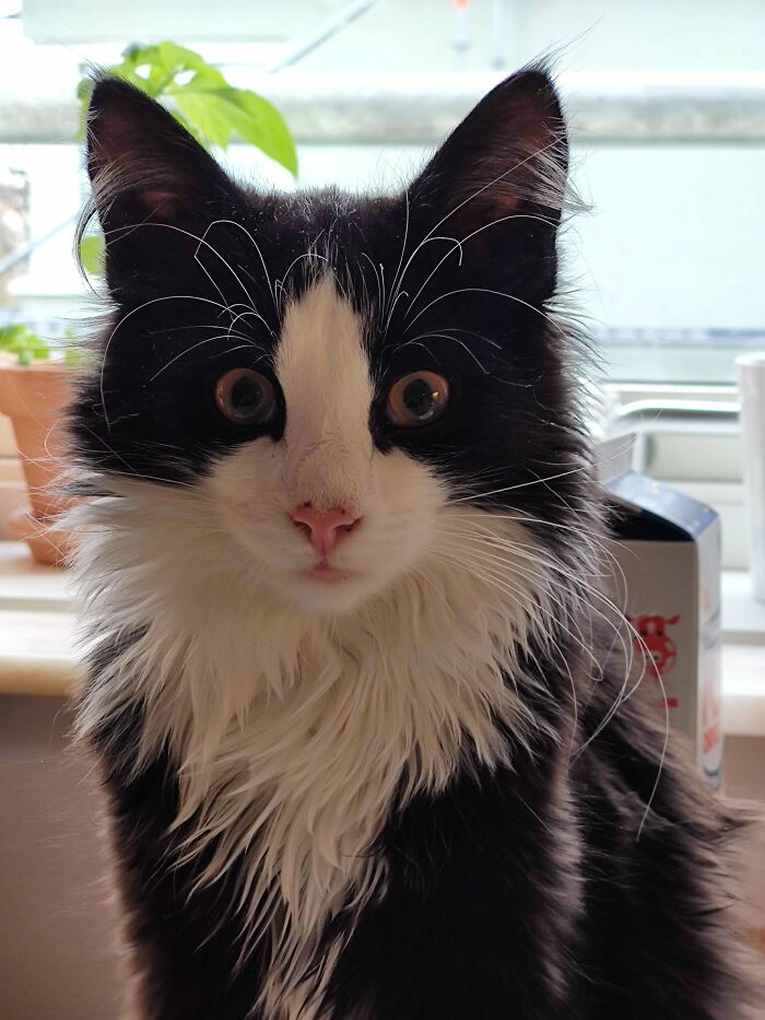 I Adopted Two Shelter Cats. This Is Tito