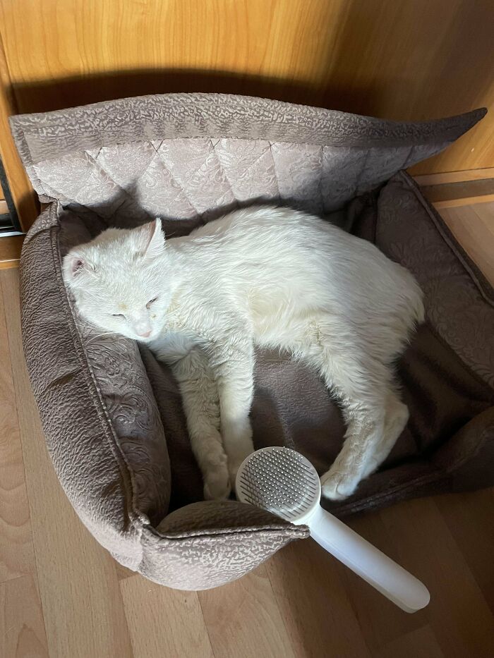 Girlfriend Adopted Beatrix, A Blind And Almost Deaf Cat Who’s Been Through A Lot. Beatrix Is Not Scared At All And Clearly Enjoying Pets, Scritches, Catnip And Churu Treats