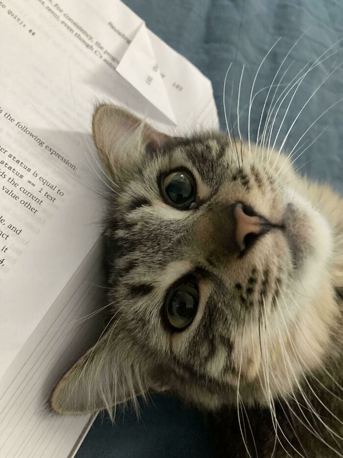 Nuestro nuevo Cleo que acabamos de adoptar... Vino de la casa de un acaparador