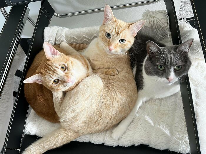 I Can’t Have Kids So I Adopted Instead