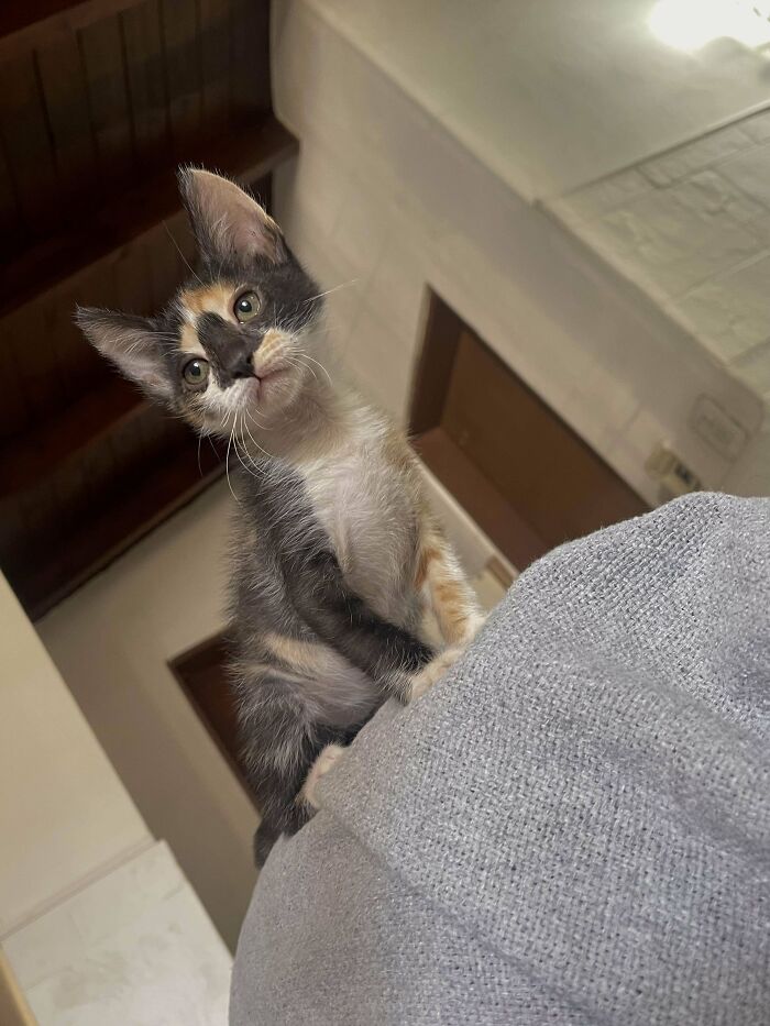 Adopté a este bebé callejero hace una semana