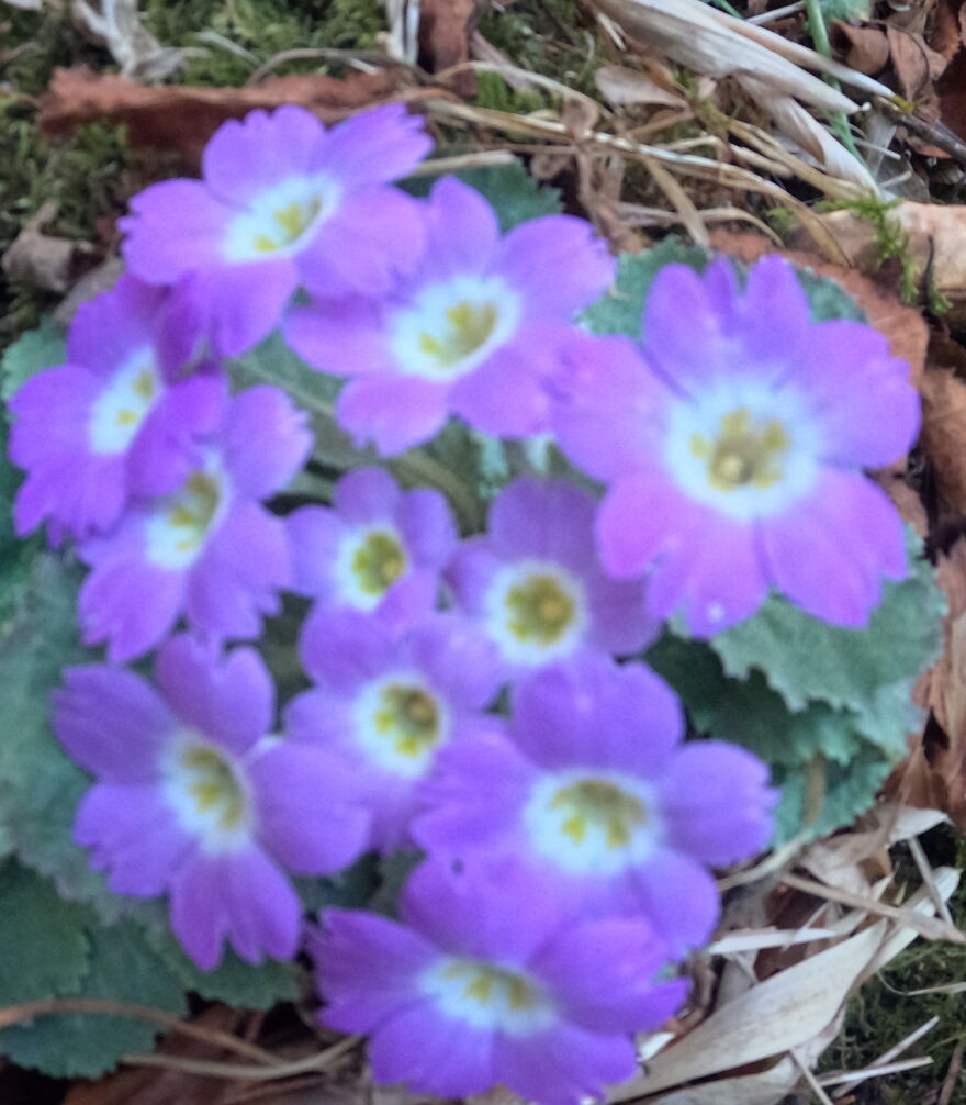 My 20 Photos That Will Make You Go For The Khopra Danda Trek