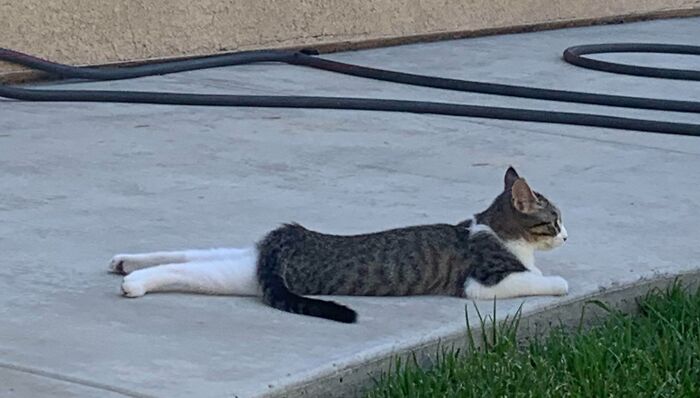 This Cat Looks Likes It's Wearing White Tights