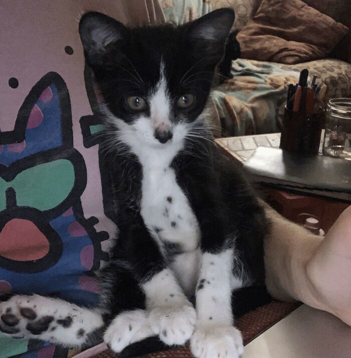 Cowboy's Unique Speckles!