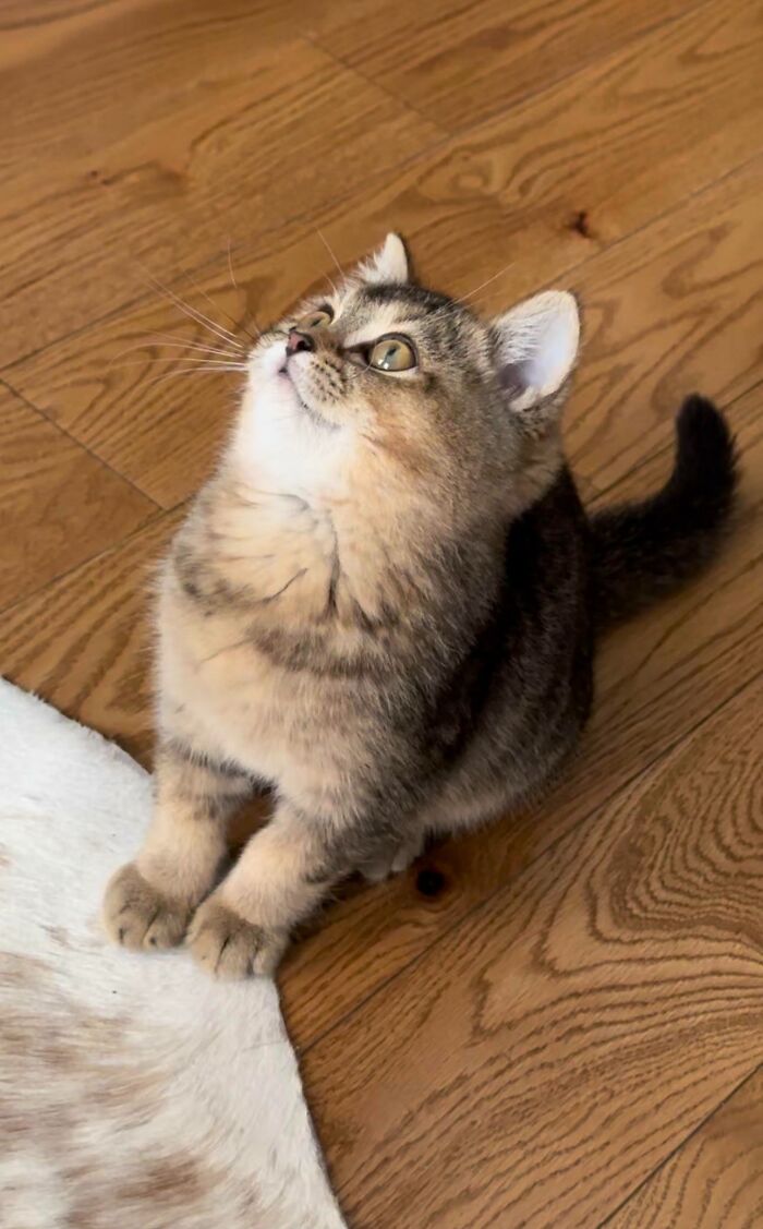 Acabo de adoptar a este tontorrón. Os presento a Ralph