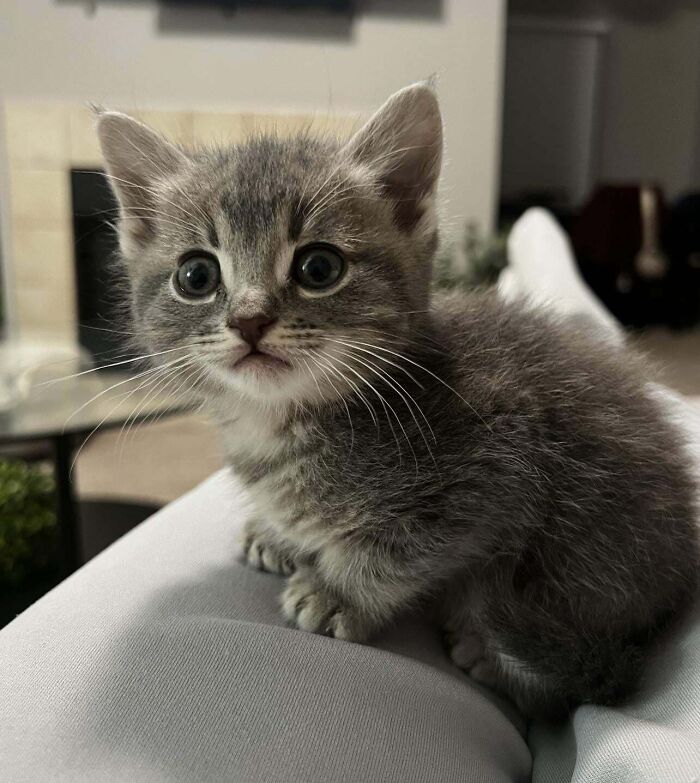 Just Adopted This Little Girl. Everyone Meet Nala