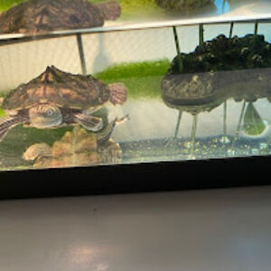 sh-05gf951661cooksvillecreekps avatar