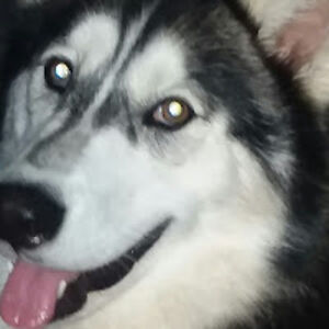 lorettahoward avatar