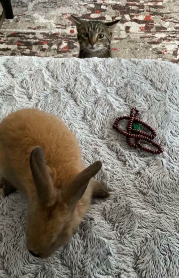 Found A Rabbit In The Backyard, And My Cat Seems To Be Jealous Of The Extra Attention He’s Getting