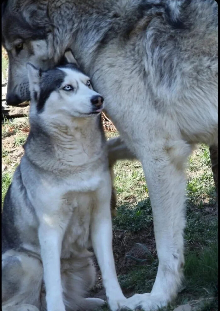 A Husky Next To A Wolf