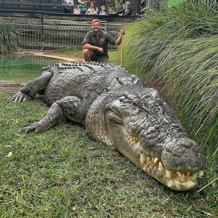 Giant Alligator Kept At Zoo (An Absaloute Unit)