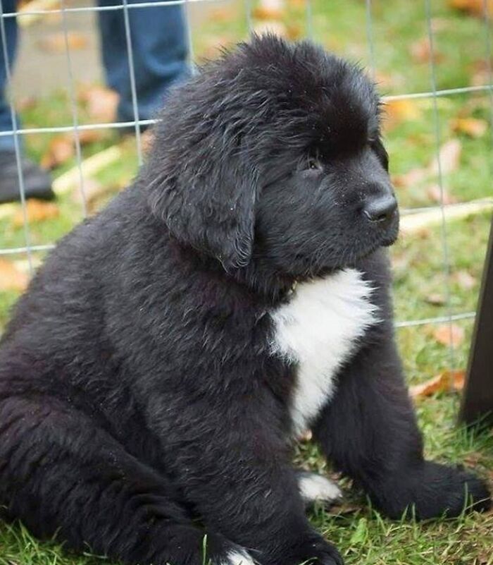 This Absolute Unit Of A Newfoundland Pup