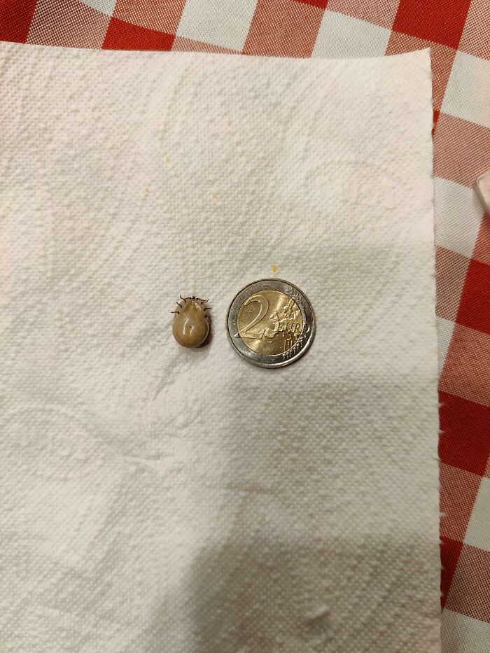 This Absolute Unit Of A Tic I Pulled Out Of My Cat (2€ Coin For Scale)