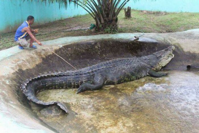 Absolute Unit Of A Saltwater Crocodile