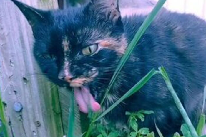 Cinder Is Enjoying The Hell Out Of That Grass