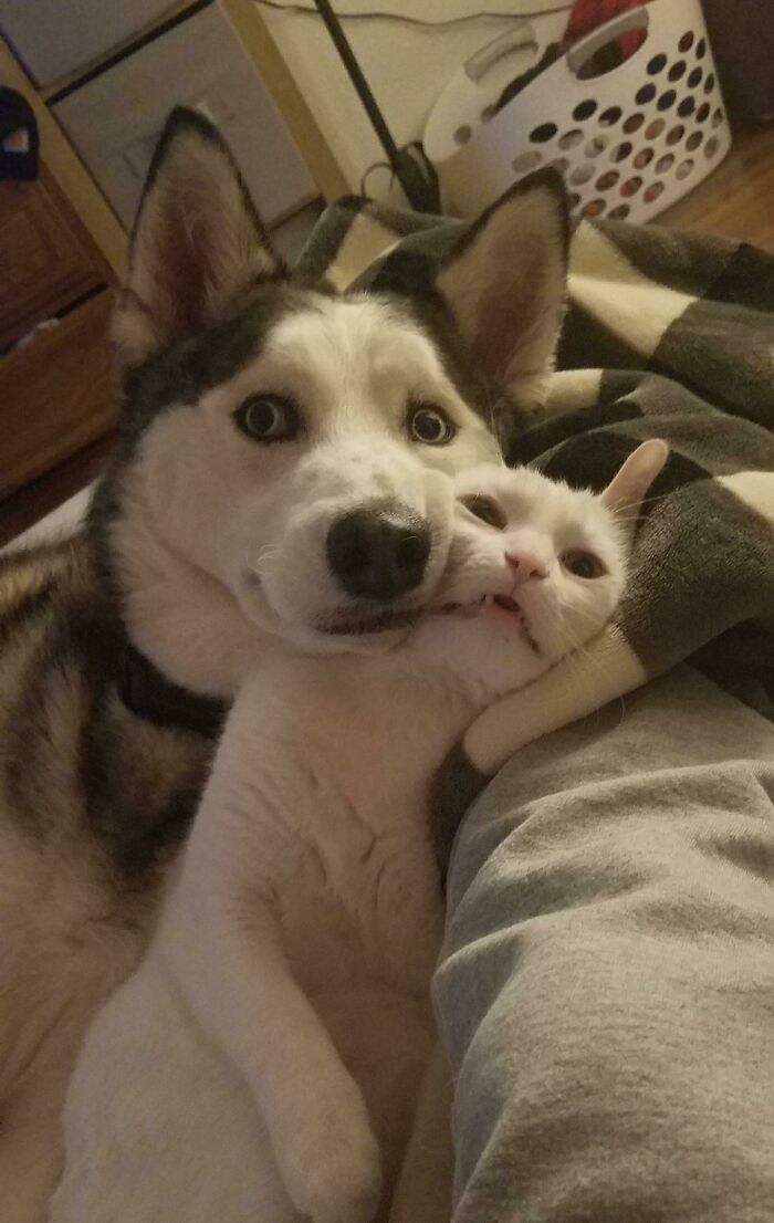 My Derps