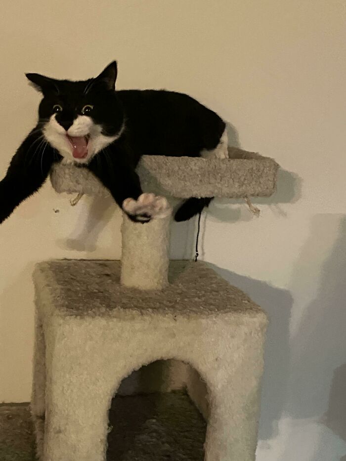 This Last Second Photo I Just Took Of My Cat Stretching Her Arms And Sneezing. I’ve Been Uncontrollably Laughing For The Past 5 Minutes Now