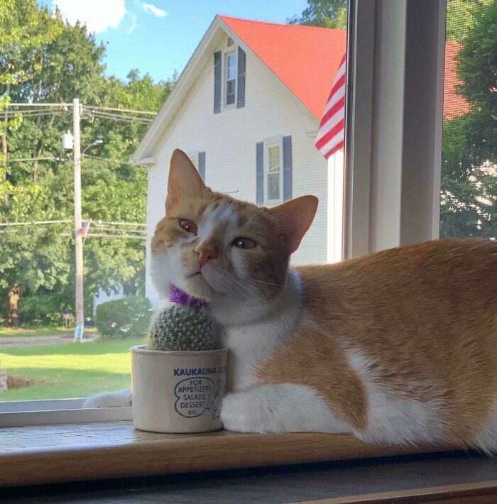 My Dad Bought A Cactus To Discourage Mingus From Getting On The Counter. Here's Mingus With The Cactus