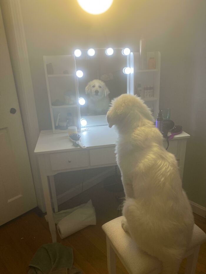 I Turned On The Lights To My Vanity, Then Went To The Bathroom Quickty To Brush My Teeth. This Is The Situation I Returned To…