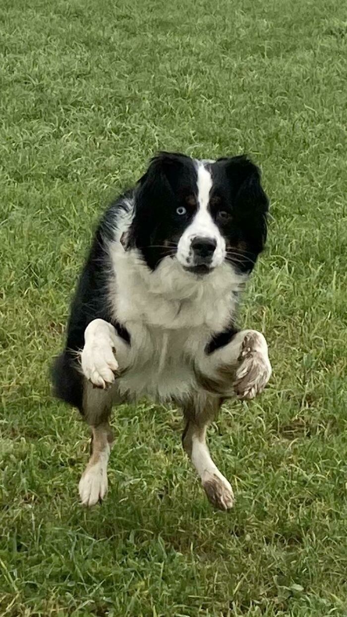 Nola On Our Morning Walk. I Thought I’d Take One Of Those Cute Pics Of A Happy Dog Run But I Got This Instead