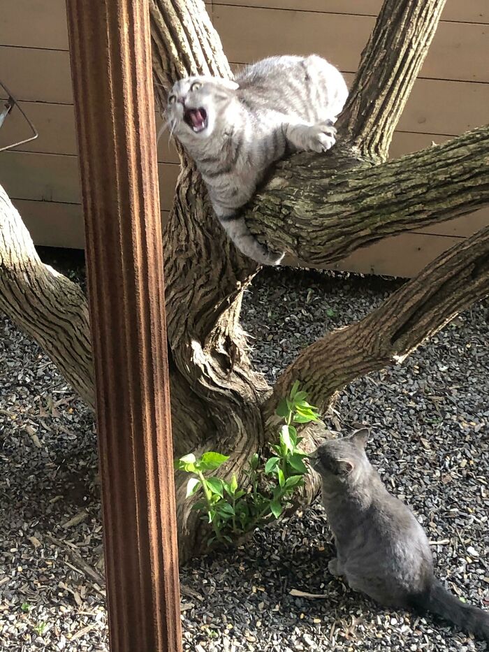 Taken From My Parents’ Kitchen Window. They Don’t Have Any Cats