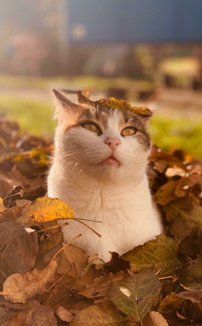 I Was Told You Guys Might Like This Picture Of My Cat :)