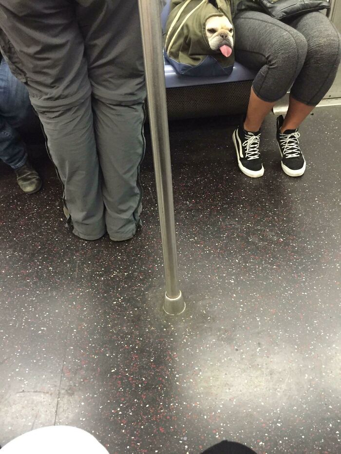 Back During My Morning Commute I Spotted This Lovely Derp