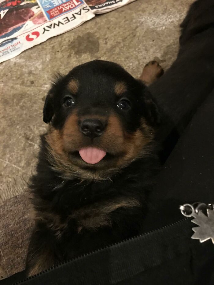 One Of My Puppies Bit My Finger Then Pulled Back And Made This Face For A Solid 10 Seconds, He’s My Favourite