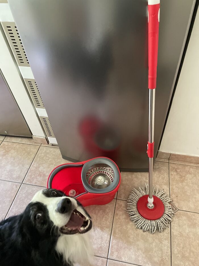 I Was Taking A Photo Of My Mop And Blas Decided To Make A Very Happy Appearance