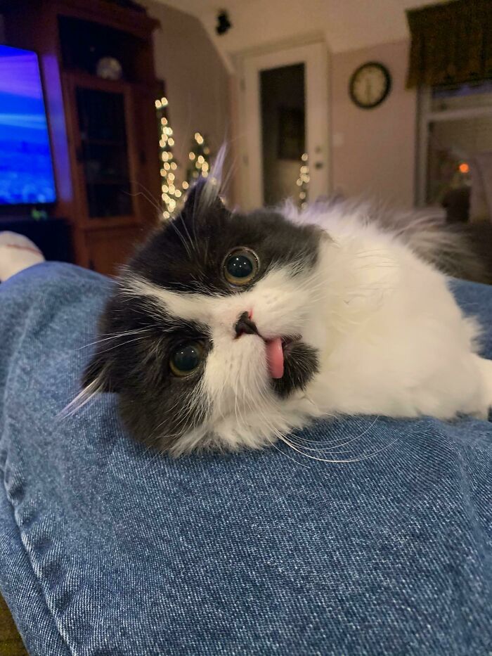 My Mother's New Kitten Definitely Identifies As A Smol Derp