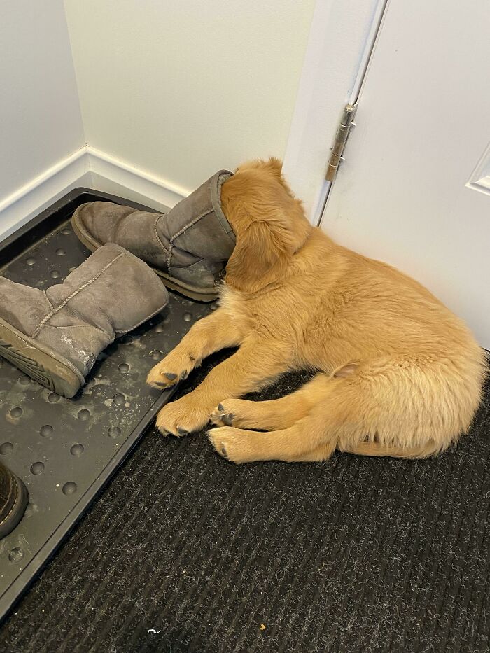 He Fell Asleep With His Face In My Boot