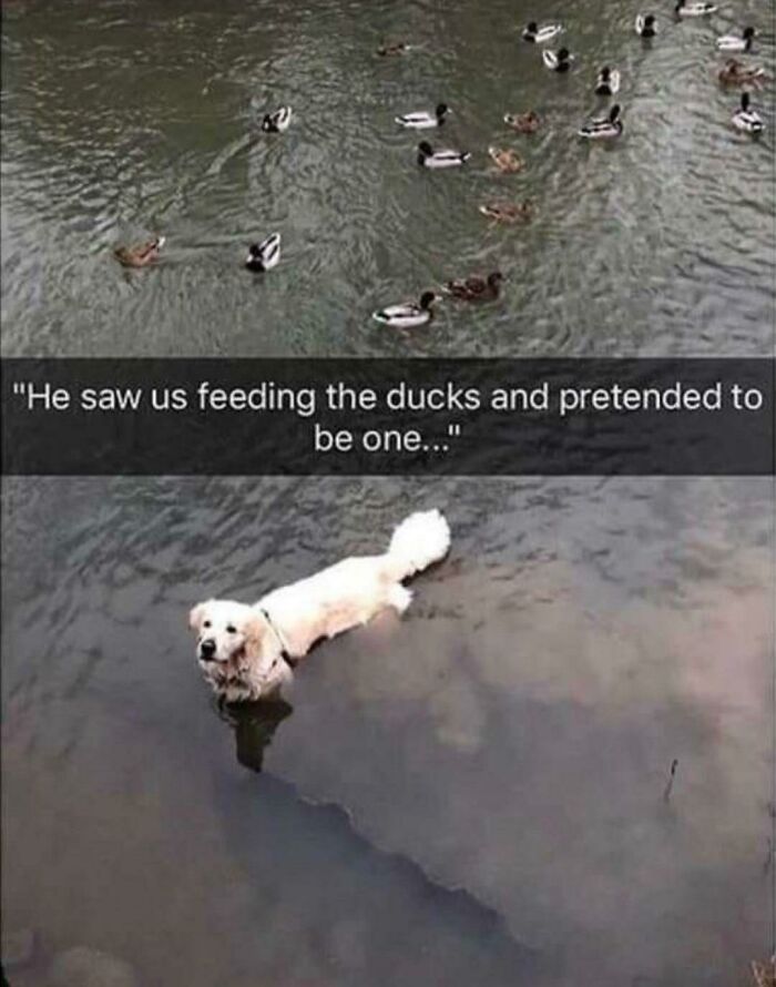 I Am Duck