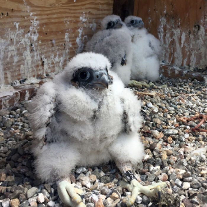 Teenage Peregrine Falcons Going Through Their Awkward Phase
