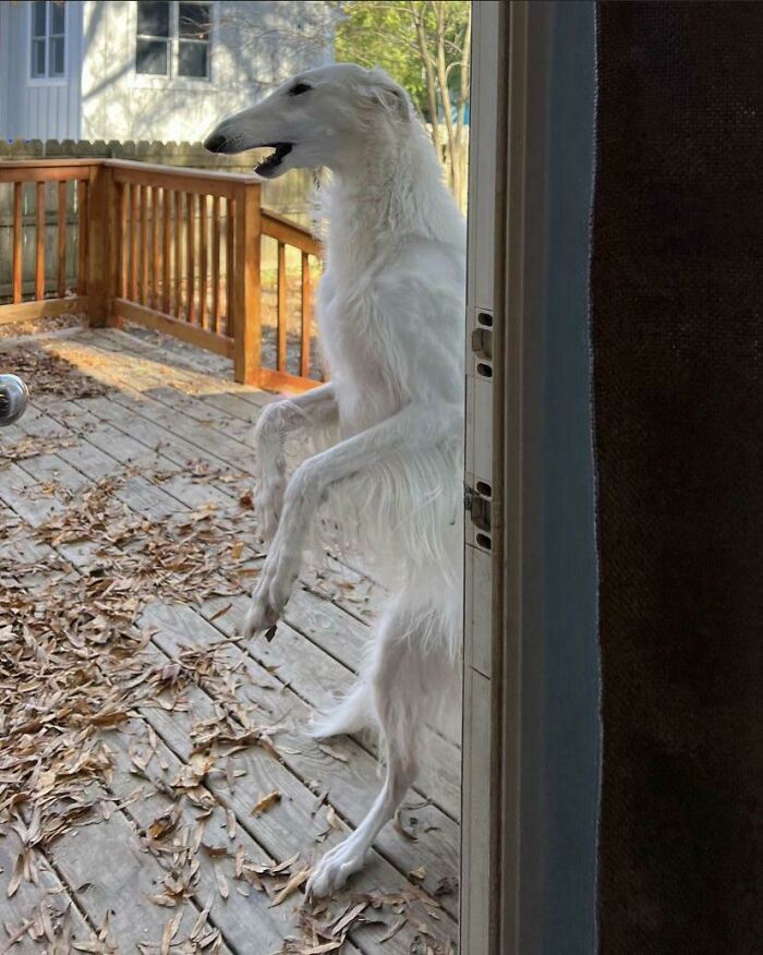 @eriszoi On Instagram Caught Their Dog Forgetting To Act Like A Dog