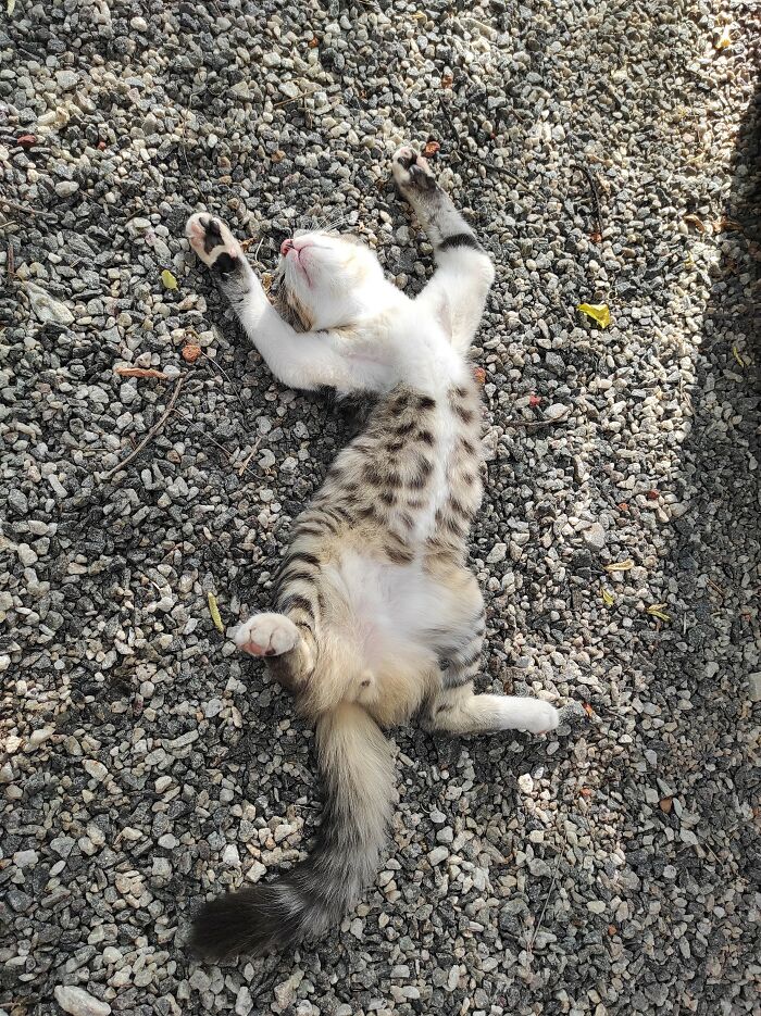 Didn't See Him At Lunchtime, So Looked Around And Found Him Sleeping In The Front Yard