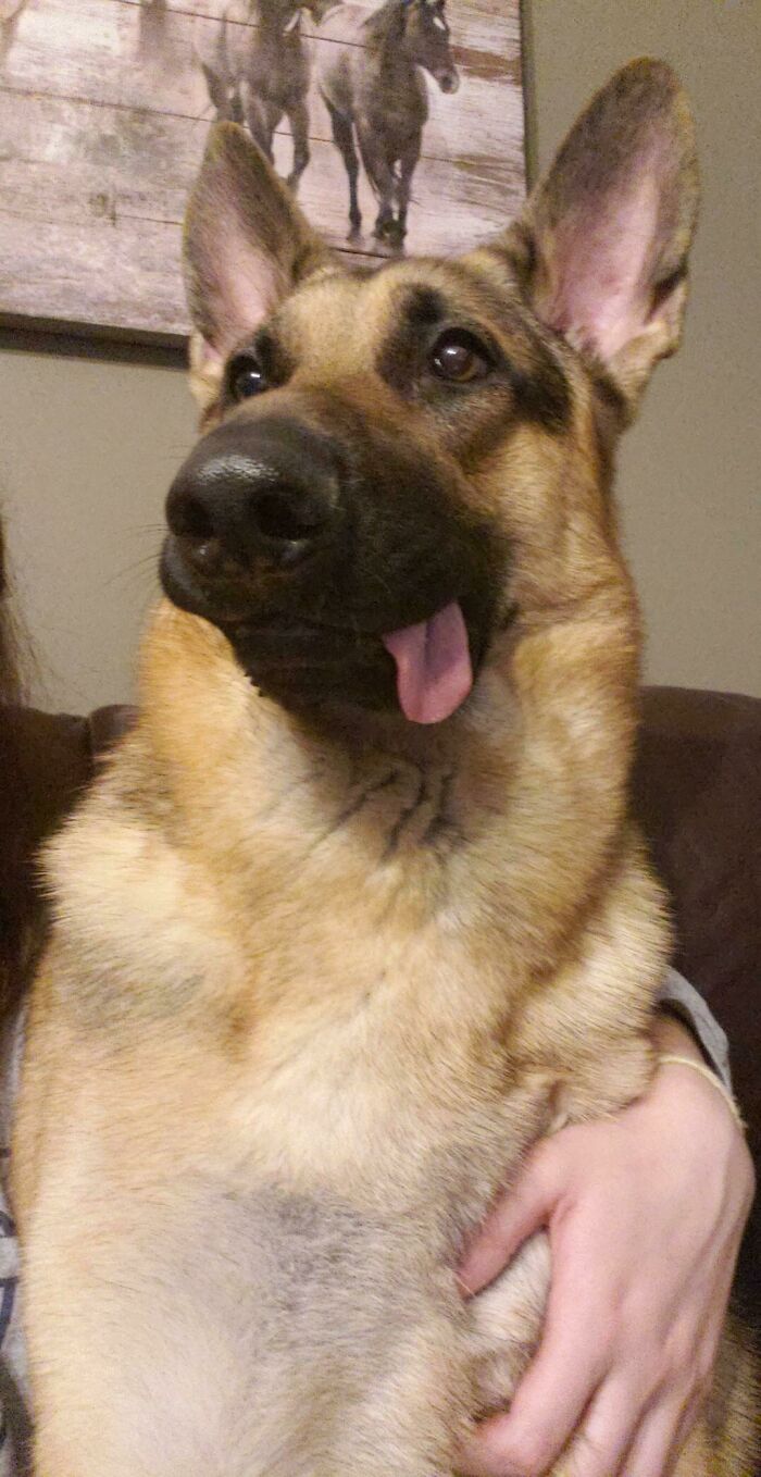Behold, Our Majestic German Shepherd