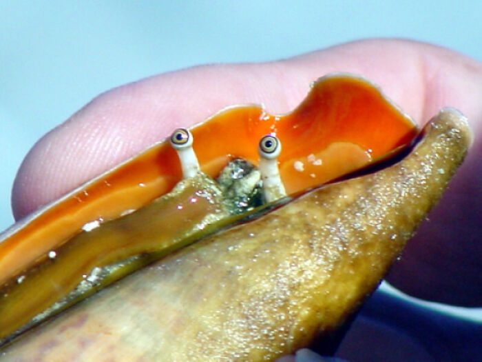 A Strawberry Conch Taking A Look At Who Picked Him Up