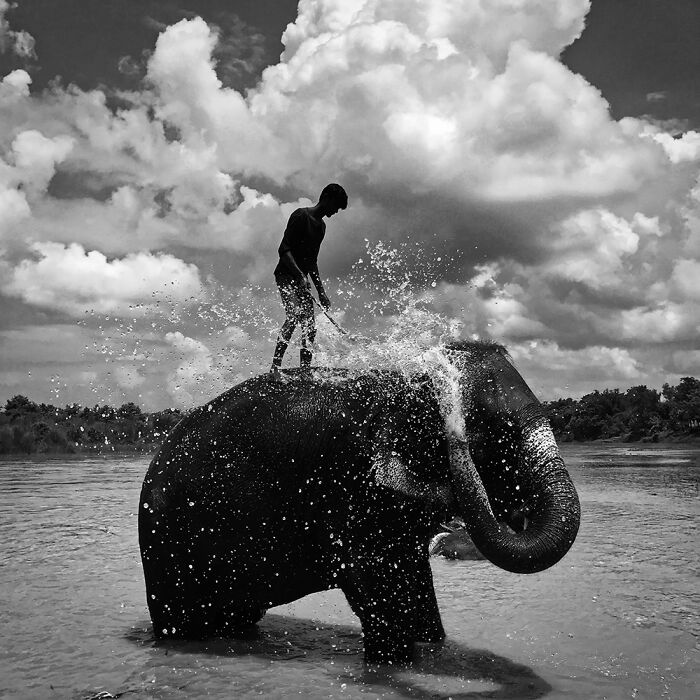 Black & White, 1st Place Winner: Elephant, Chitwan By Shuolong Ma
