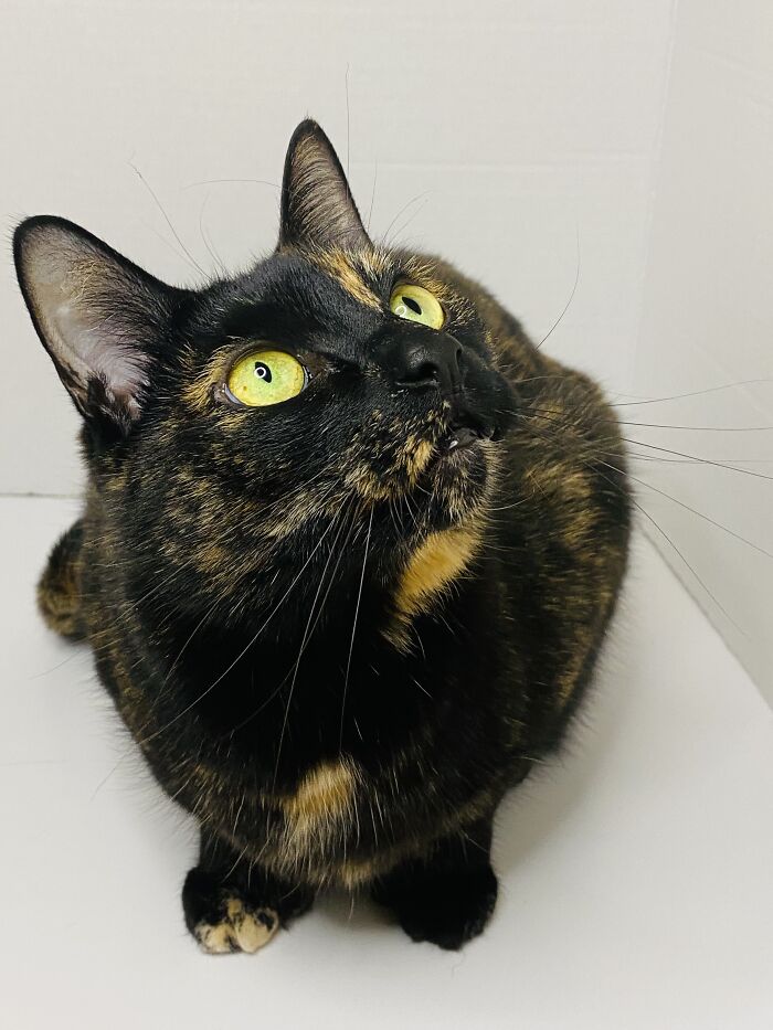 Here Are Some Photos Of My Pets To Hopefully Brighten Your Day (20 Pics)