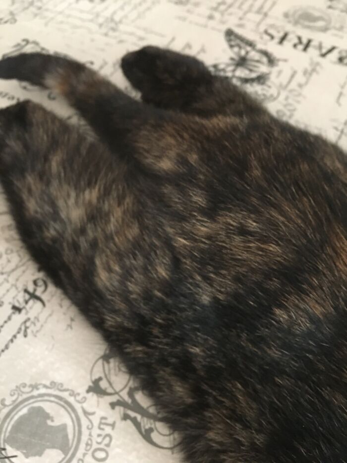 Here Are Some Photos Of My Pets To Hopefully Brighten Your Day (20 Pics)