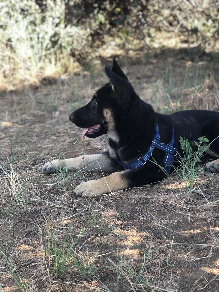 Pike Up In The Rocky Mountains