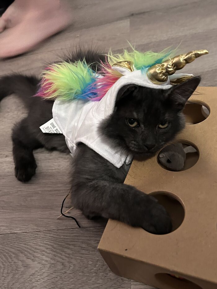 She Did Not Like Being A Unicorn