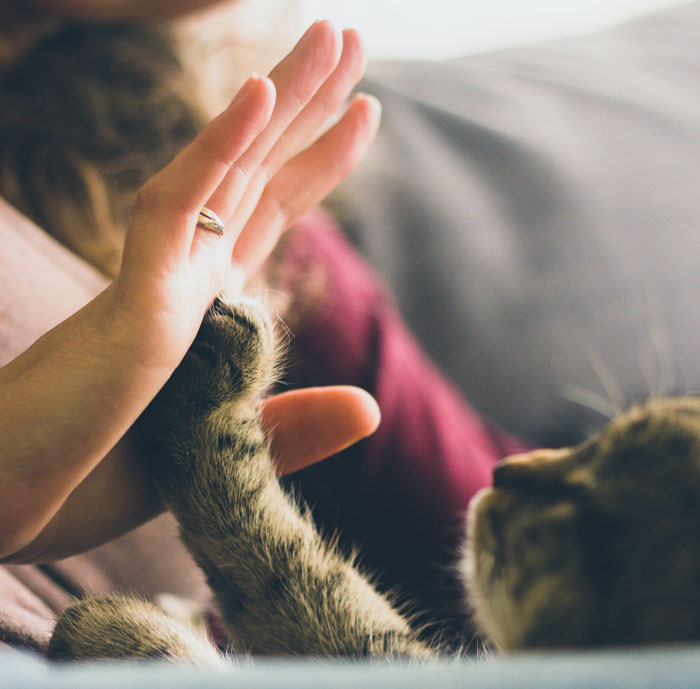 Woman Goes Off On Sister, Calls Her A &ldquo;Crazy Cat Lady That's Going To End Up Alone&rdquo; For Refusing To Help Her Out Financially