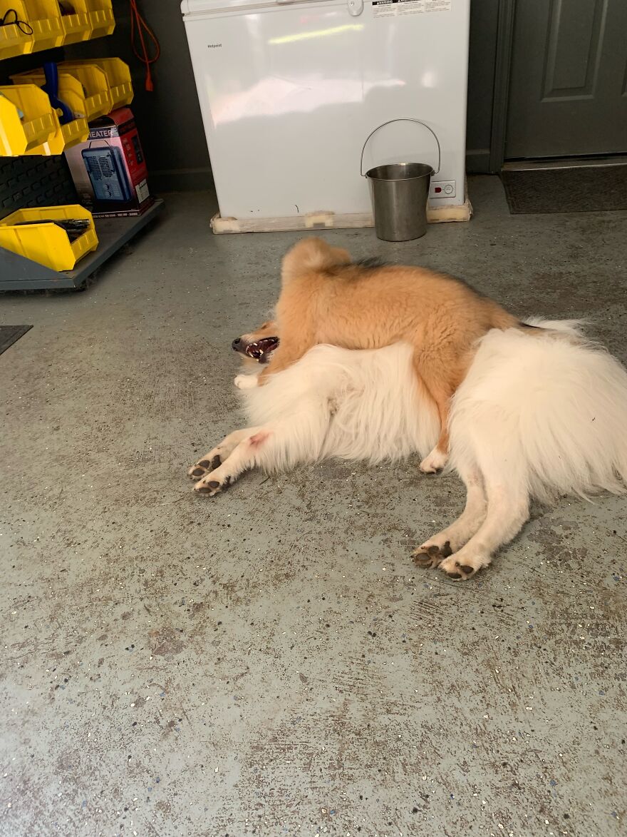 Hey Pandas! Here Are Some Photos Of My Summer Last Year On A Farm!