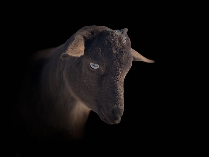 Dobby: Out Of The Darkness