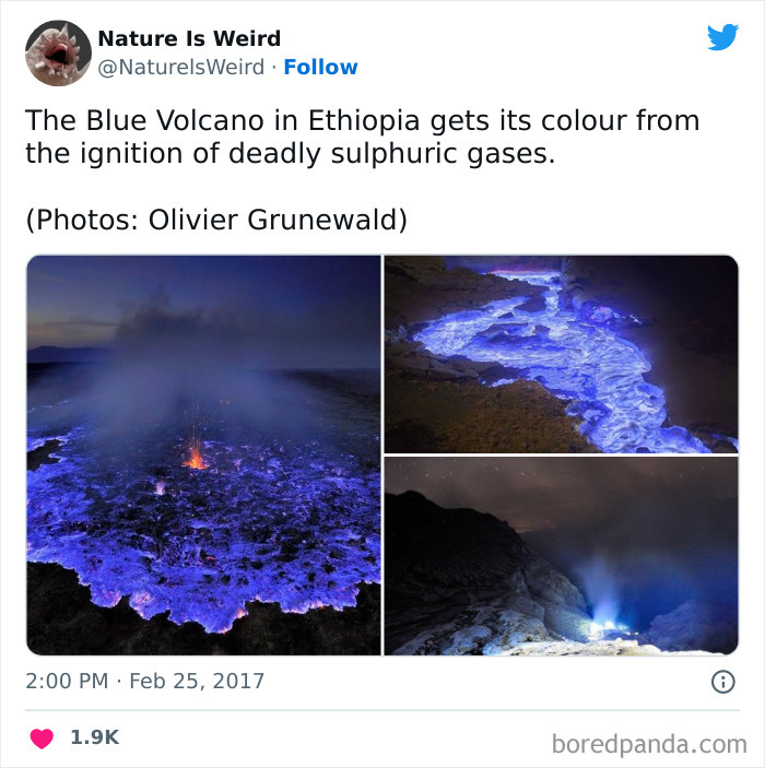 Weird-Interesting-Nature-Facts-Pics