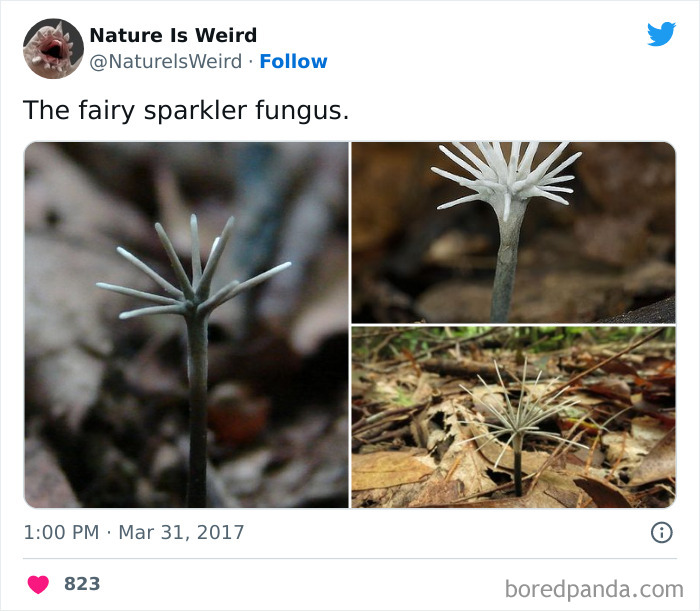 Weird-Interesting-Nature-Facts-Pics